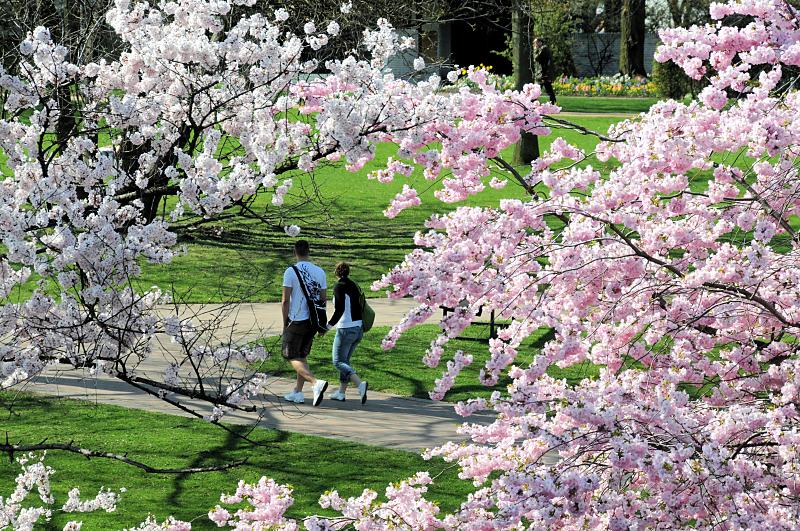 2340_5803 Ein Pärchen geht im Frühling unter blühenden Kirschbäumen spazieren. | Fruehlingsfotos aus der Hansestadt Hamburg; Vol. 2